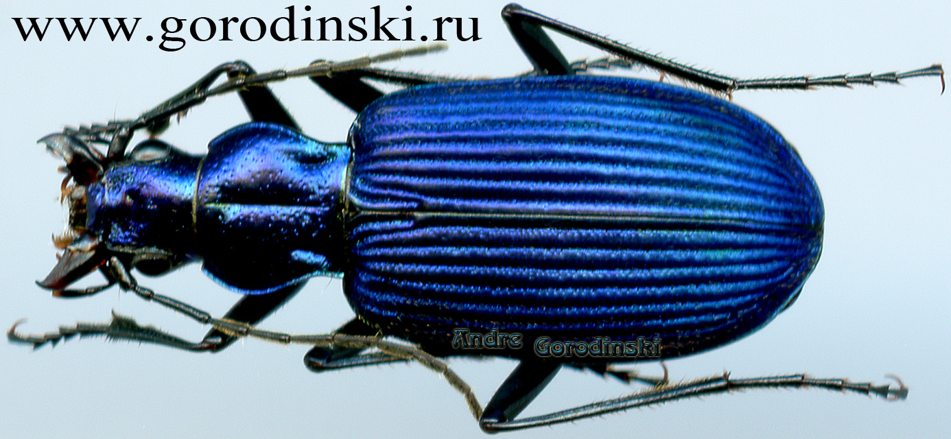 http://www.gorodinski.ru/carabidae/Chlaenius coeruleus.jpg